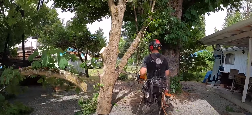 Prescott Tree Service business image in Prescott, AZ